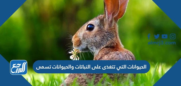الحيوانات التي تتغذى على النباتات والحيوانات تسمى