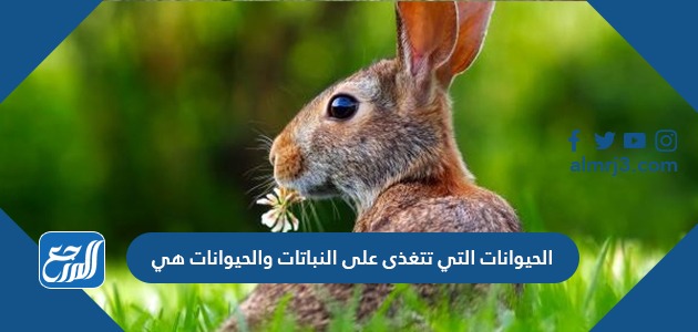 الحيوانات التي تتغذى على النباتات والحيوانات هي