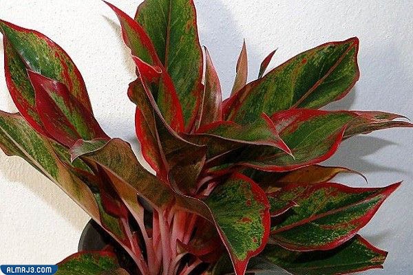 الخضرة الصينية