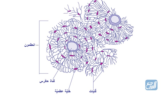 الخلايا التي تحاط بمواد صلبة مكونة من الفسفور والكالسيوم هي خلايا عظمية 