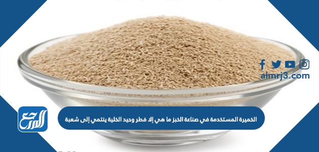 الخميرة المستخدمة في صناعة الخبز ما هي إلا فطر وحيد الخلية ينتمي إلى شعبة