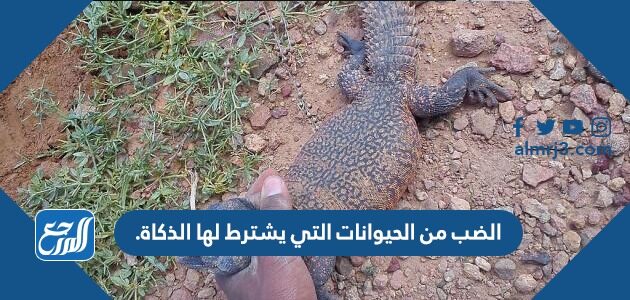 الضب من الحيوانات التي يشترط لها الذكاة.