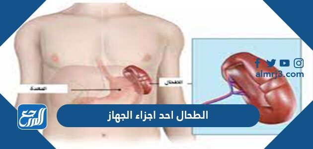 الطحال احد اجزاء الجهاز