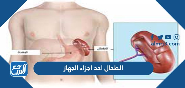 الطحال احد اجزاء الجهاز