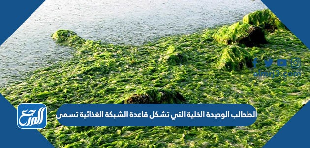 الطحالب الوحيدة الخلية التي تشكل قاعدة الشبكة الغذائية تسمى