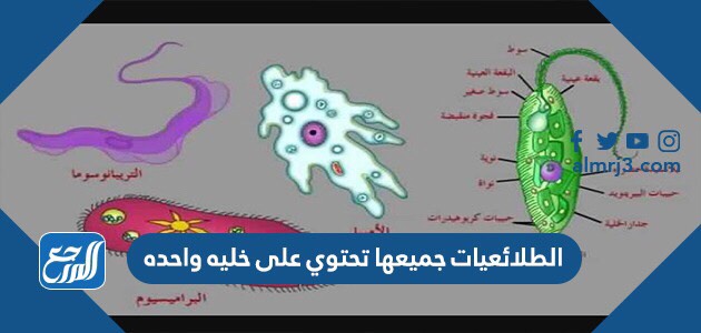 الطلائعيات جميعها تحتوي على خليه واحده