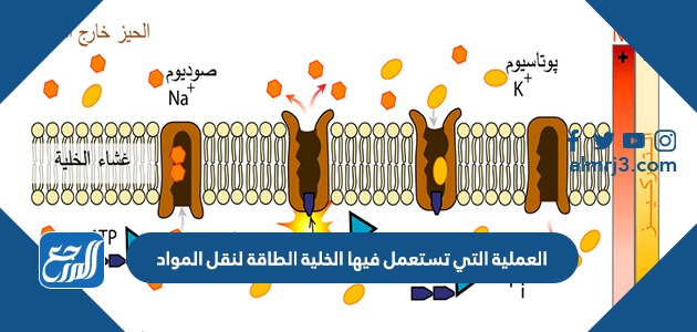 العملية التي تستعمل فيها الخلية الطاقة لنقل المواد