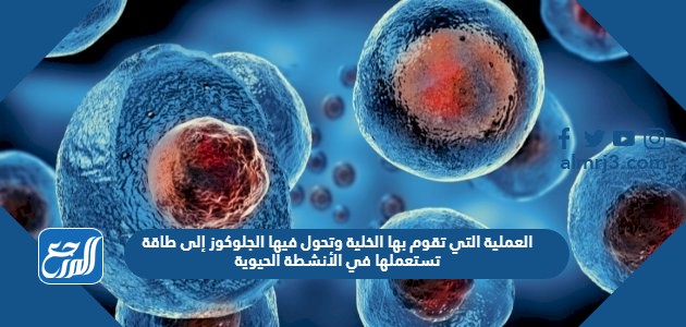 إلى وتحول التي الجلوكوز تقوم في تستعملها العملية الأنشطة الخلية طاقة الحيوية فيها بها العملية التي