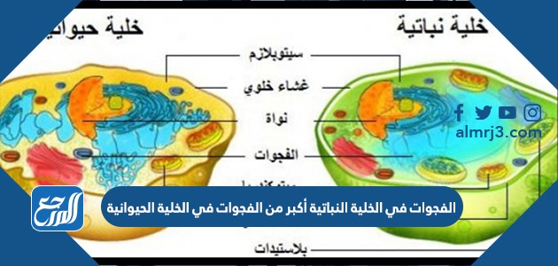 المقارنة بين الخلية النباتية والخلية الحيوانية