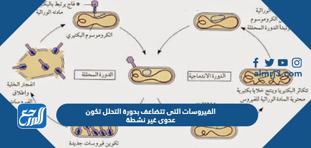 الفيروسات التى تتضاعف بدورة التحلل تكون عدوى غير نشطة