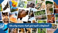 المخلوقات الحيه تنتج افراد جديده بواسطة