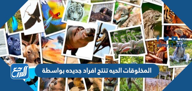 المخلوقات الحيه تنتج افراد جديده بواسطة