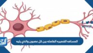 المسافه القصيره الفاصله بين كل عصبون والذي يليه