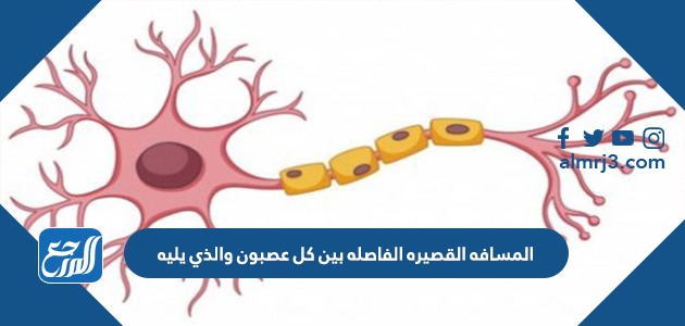 المسافه القصيره الفاصله بين كل عصبون والذي يليه