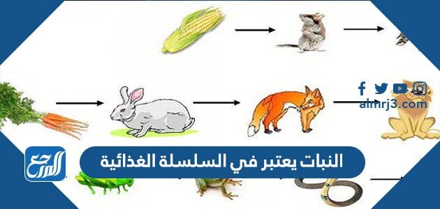 النبات يعتبر في السلسلة الغذائية