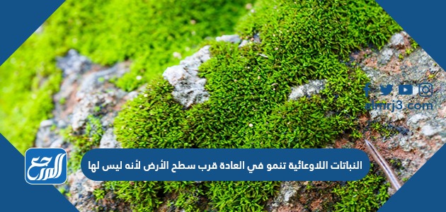 النباتات اللاوعائية تنمو في العادة قرب سطح الأرض لأنه ليس لها