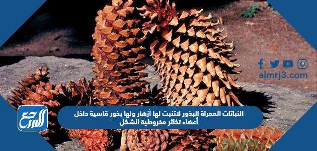 النباتات المعراة البذور لاتنبت لها أزهار ولها بذور قاسية داخل أعضاء تكاثر مخروطية الشكل