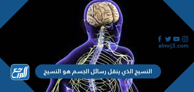النسيج الذي ينقل رسائل الجسم هو النسيج
