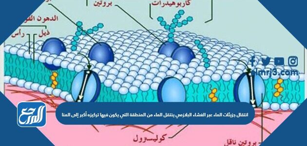 انتقال جزيئات الماء عبر الغشاء البلازمي ينتقل الماء من المنطقة التي يكون فيها تركيزه أكبر إلى المنا