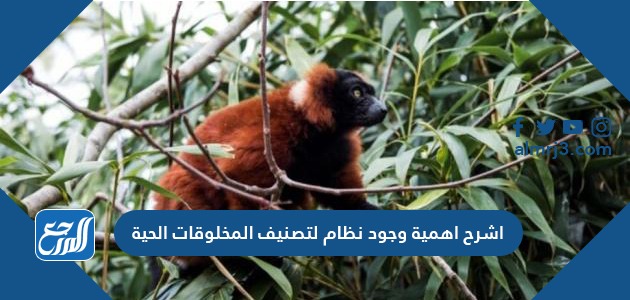 اشرح اهمية وجود نظام لتصنيف المخلوقات الحية