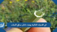اي الاجزاء التالية يوجد داخل ساق النبات