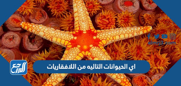 اي الحيوانات التاليه من اللافقاريات