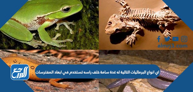 اي انواع البرمائيات التالية له غدة سامة خلف راسه تستخدم في ابعاد المفترسات