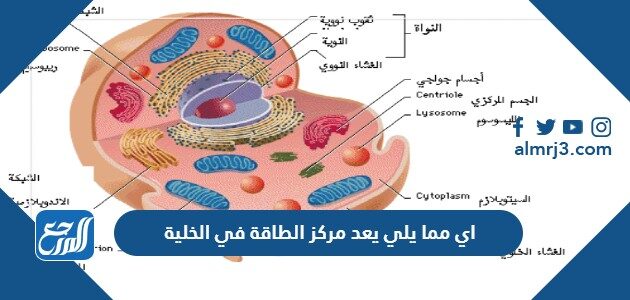 اي مما يلي يعد مركز الطاقة في الخلية