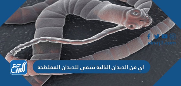 اي من الديدان التالية تنتمي للديدان المفلطحة