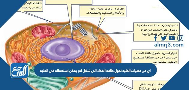 اي من عضيات الخليه تحول طاقه الغذاء الى شكل اخر يمكن استعماله في الخليه