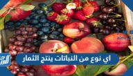 اي نوع من النباتات ينتج الثمار