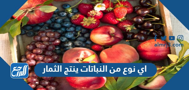اي نوع من النباتات ينتج الثمار