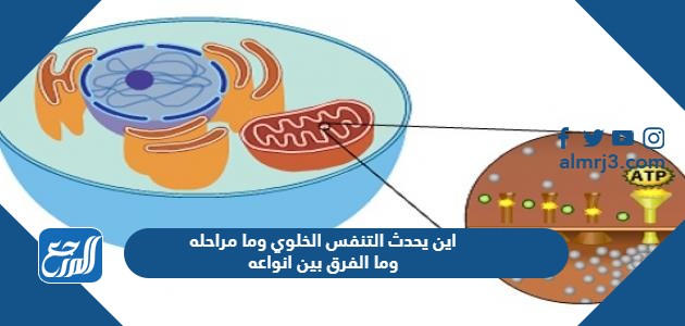 شاهد أيضاً: العملية التي تستعمل فيها الخلية الطاقة لنقل المواد