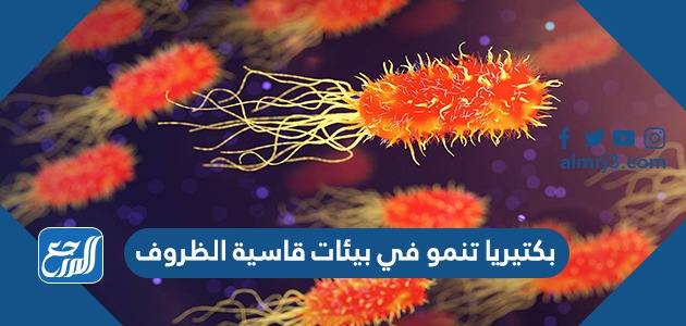 بكتيريا تنمو في بيئات قاسية الظروف