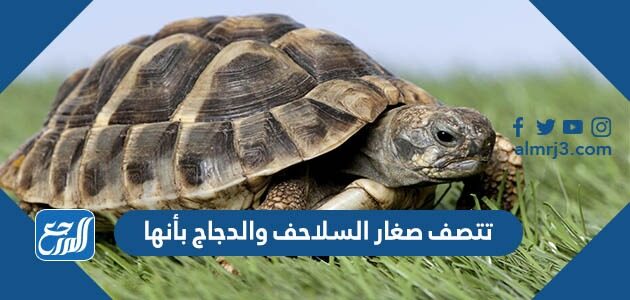 تتصف صغار السلاحف والدجاج بأنها