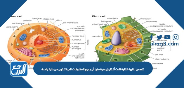 تتضمن نظرية الخلية ثلاث أفكار رئيسية منها أن جميع المخلوقات الحية تتكون من خلية واحدة