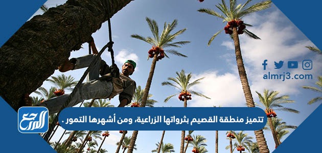 تتميز منطقة القصيم بثرواتها الزراعية ومن أشهرها التمور