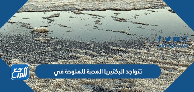 تتواجد البكتيريا المحبة للملوحة في