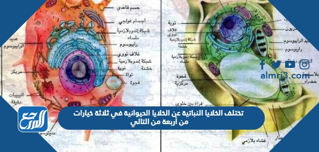 تختلف الخلايا النباتية عن الخلايا الحيوانية في ثلاثة خيارات من أربعة من التالي