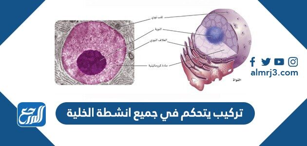 تركيب يتحكم في جميع انشطة الخلية