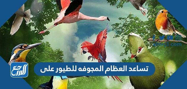 تساعد العظام المجوفه للطيور على