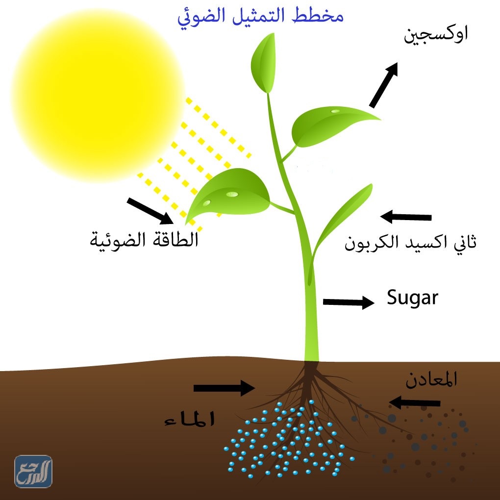 البناء الضوئي هو عملية تستطيع من خلاله النباتات صنع الغذاء