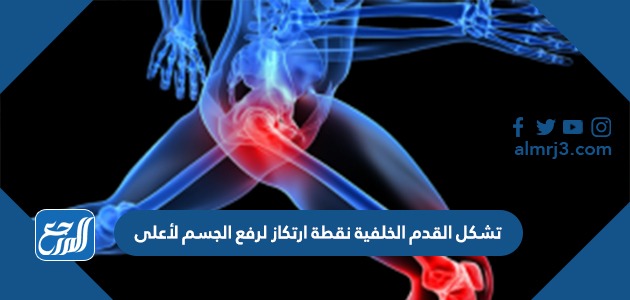 تشكل القدم الخلفية نقطة ارتكاز لرفع الجسم لأعلى