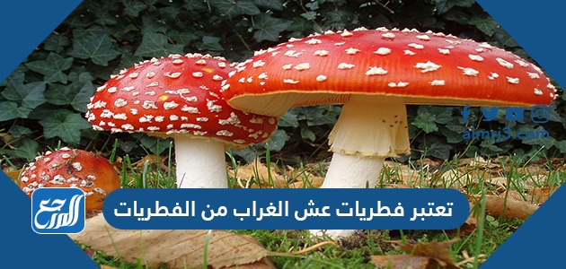 تعتبر فطريات عش الغراب من الفطريات