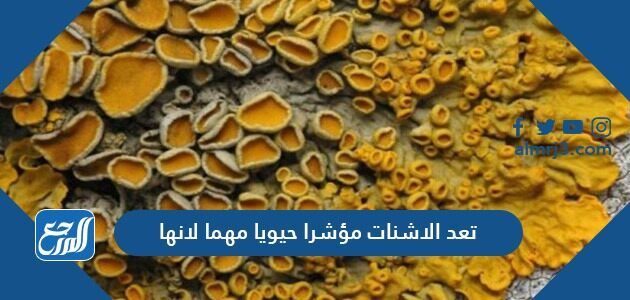 تعد الأشنات مؤشرا حيويا مهما لأنها