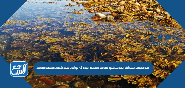 تعد الطحالب البنية أكثر الطحالب شبها بالنباتات والعديدة الخلايا لأن لها أجزاء تشبه الأعضاء الحقيقية للنباتات