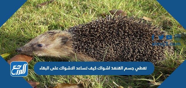 تغطي جسم القنفذ اشواك كيف تساعد الاشواك على البقاء