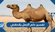 تفسير حلم الجمل يلاحقني في المنام للعزباء والمتزوجة والحامل