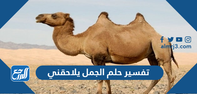 تفسير حلم الجمل يلاحقني في المنام