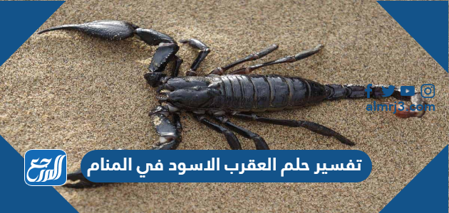تفسير حلم العقرب الاسود في المنام